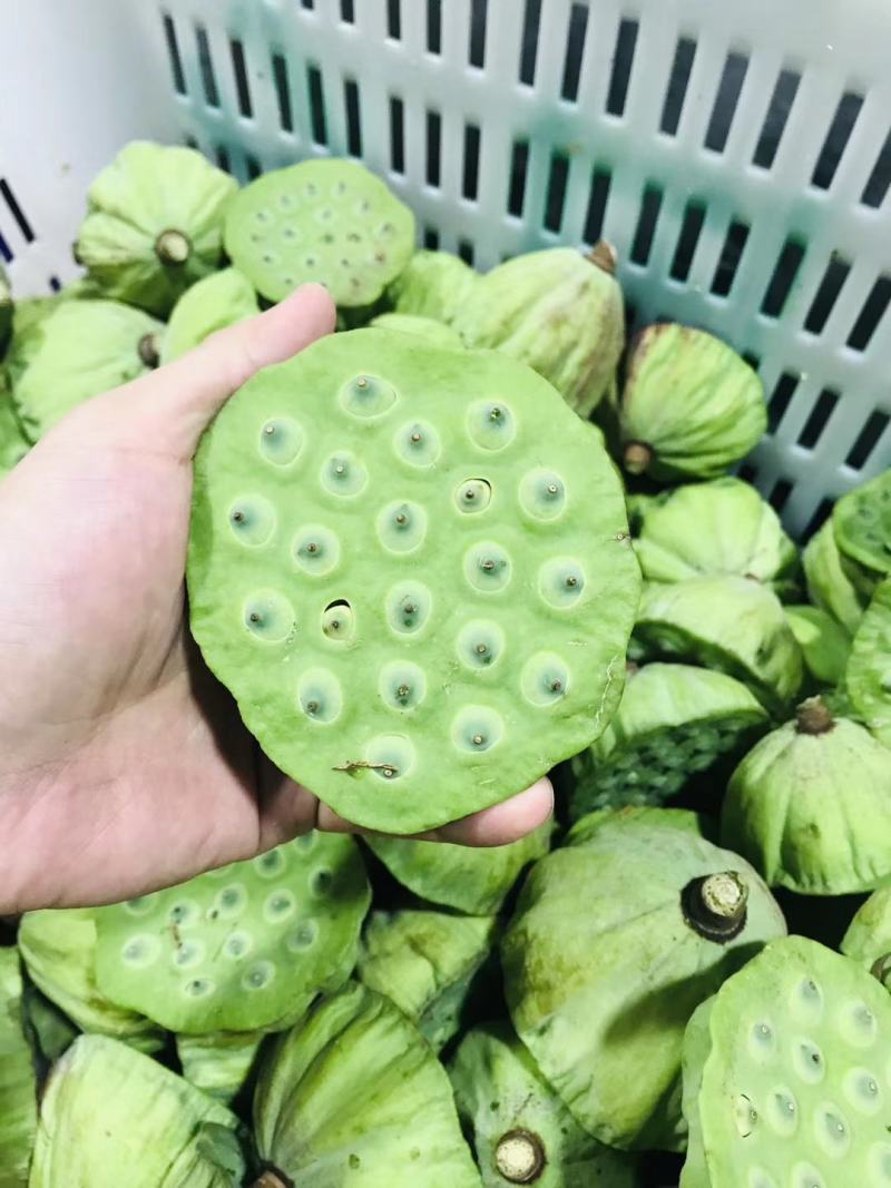 一件代发冷链包邮莲子现剥嫩莲子生吃泡沫箱发货