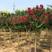 三红紫薇丛生苗，高干苗，编制苗，2.5米以上