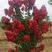 三红紫薇丛生苗，高干苗，编制苗，2.5米以上