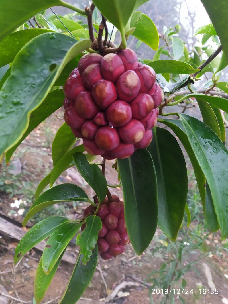 福娜果，黑老虎产地直发，包邮包坏