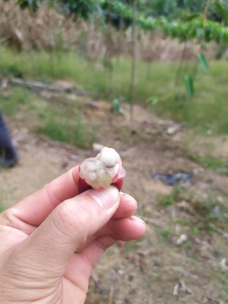福娜果，黑老虎产地直发，包邮包坏