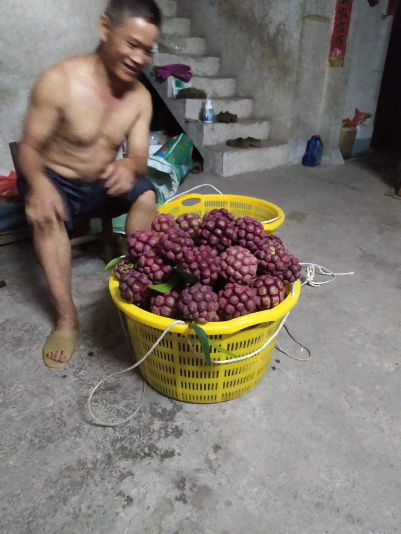 福娜果，黑老虎产地直发，包邮包坏