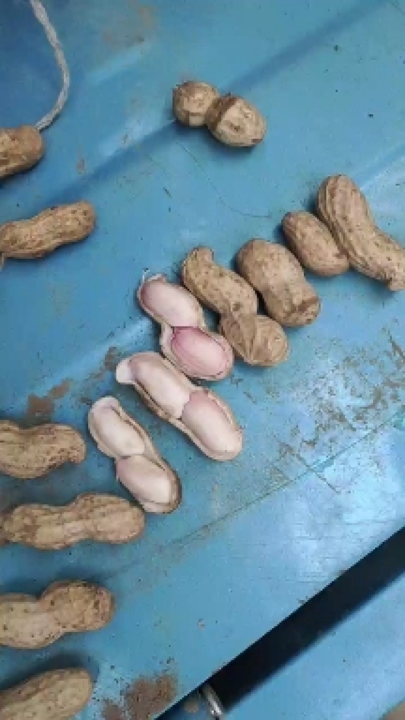 开封纯沙地鲜花生，白沙果，大果鲜花生，产地直销，籽粒饱满