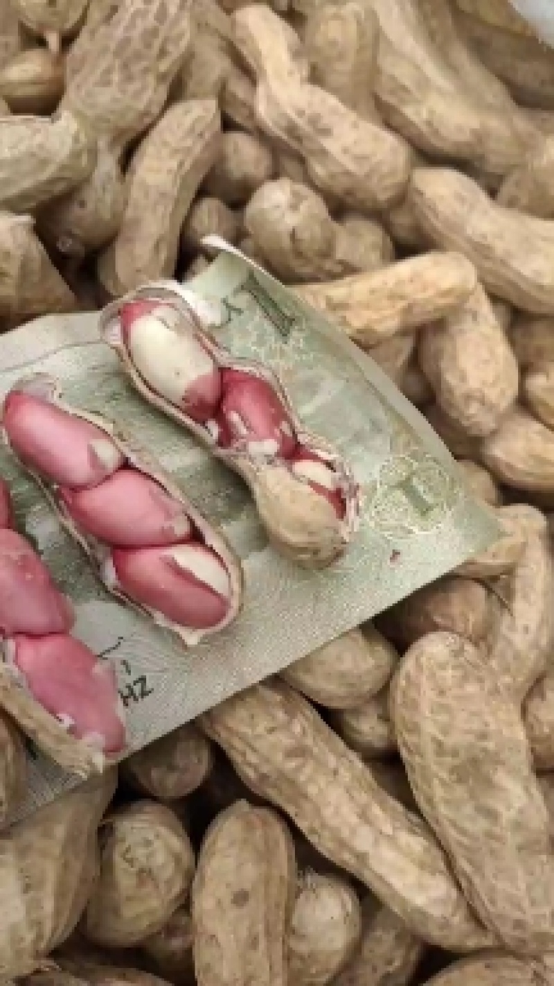 开封纯沙地鲜花生，白沙果，大果鲜花生，产地直销，籽粒饱满