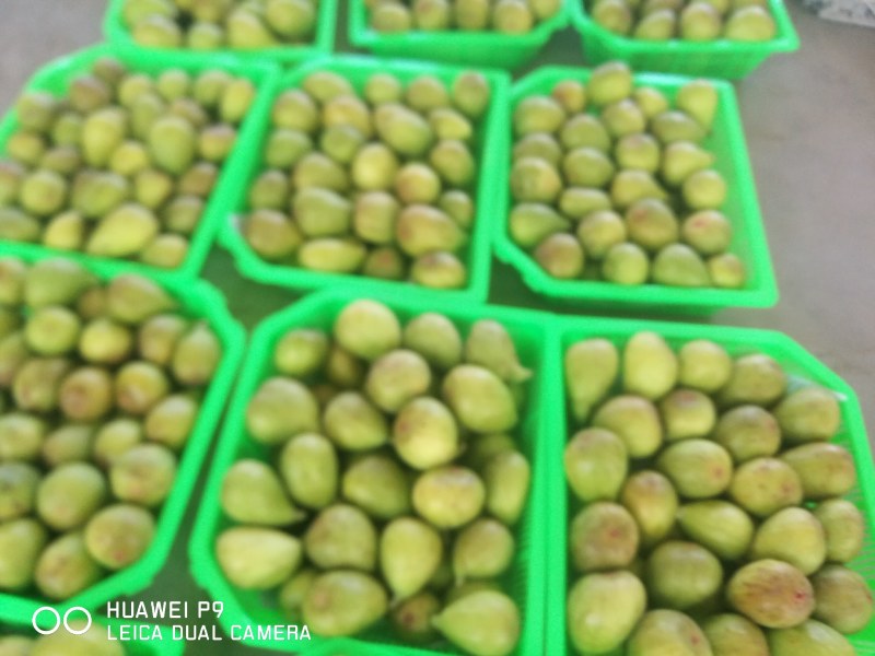 山东新鲜水果无花果新鲜布兰瑞克巨春果大果现摘现发批发