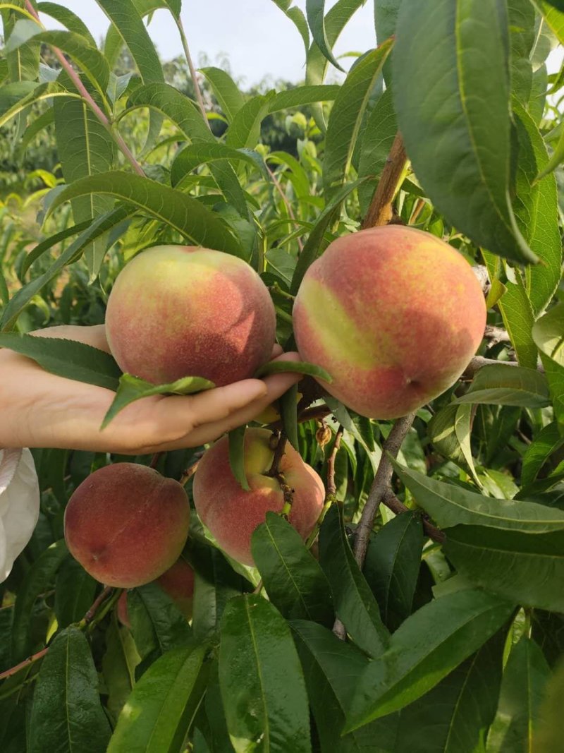 早生水蜜挑大量上市欢迎亲们来订购