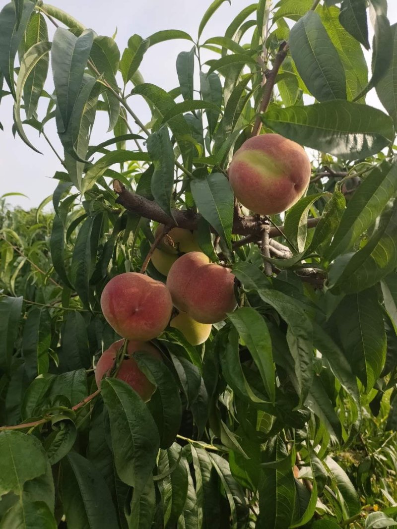 早生水蜜挑大量上市欢迎亲们来订购