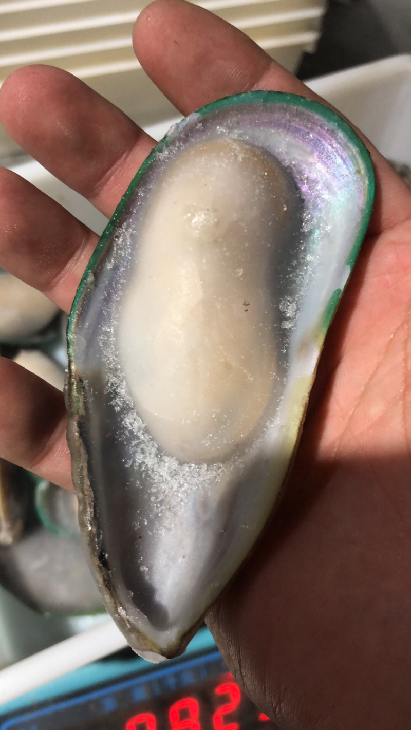 新西兰青口贝（可定制包装）