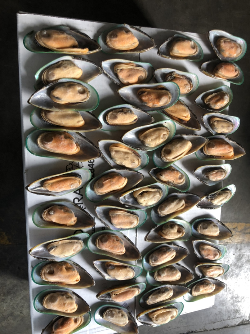新西兰青口贝（可定制包装）