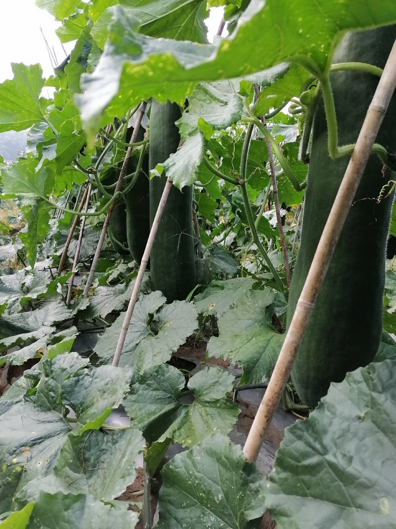 黑皮铁心瓜，有想法的欢迎联系