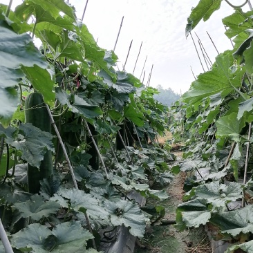 黑皮铁心瓜，有想法的欢迎联系