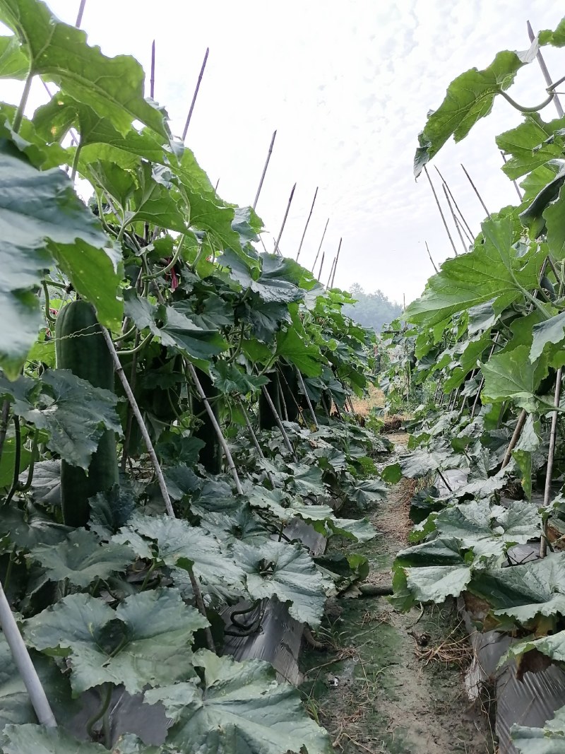 黑皮铁心瓜，有想法的欢迎联系