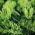 湖南湘蕾5号金银花苗量大从优，提供产品回收