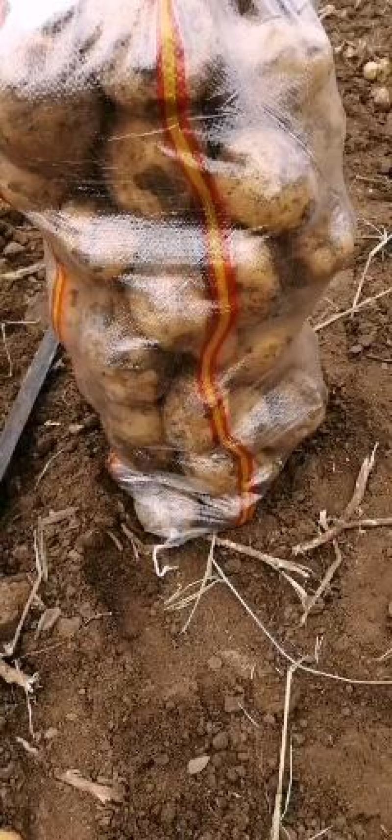 【诚信经营】荷兰系列，延薯系列，黄金薯，尤金大量上市啦