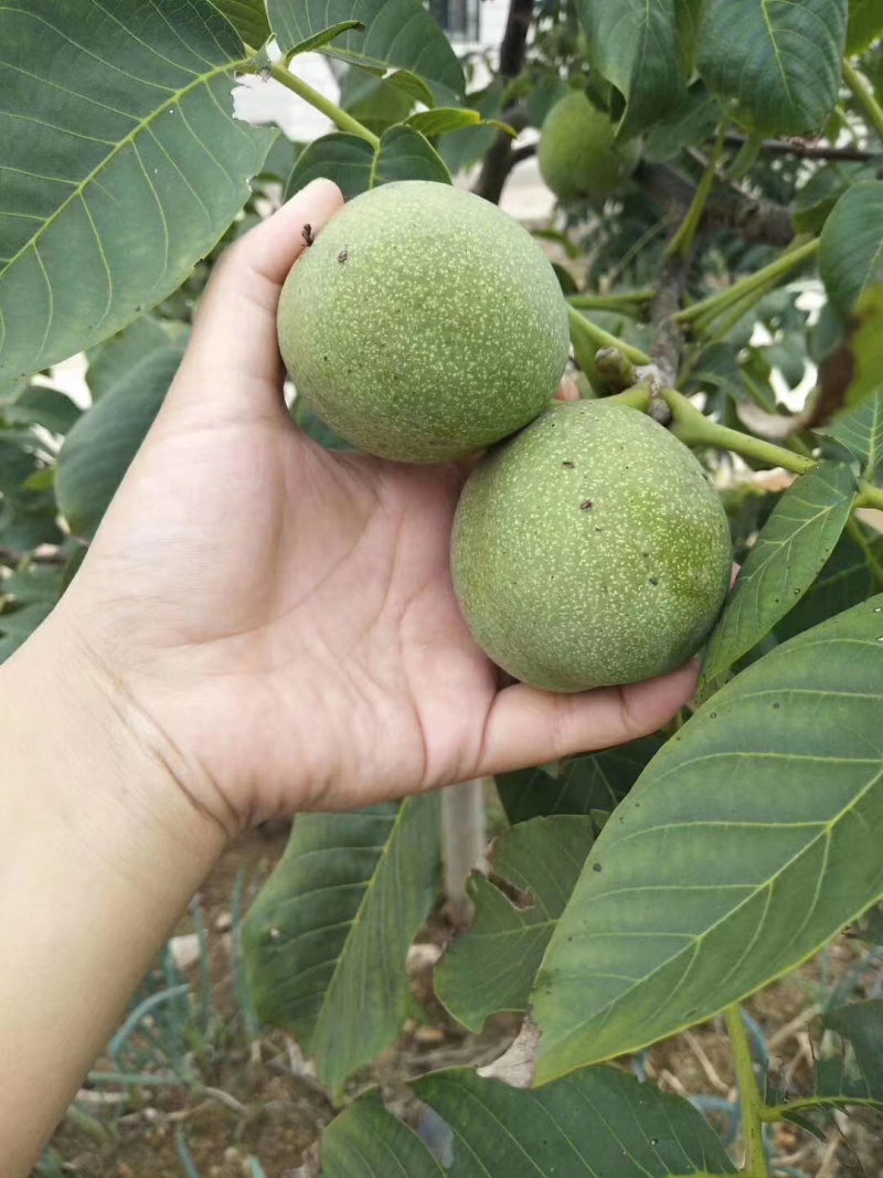 核桃，硕峰，清香