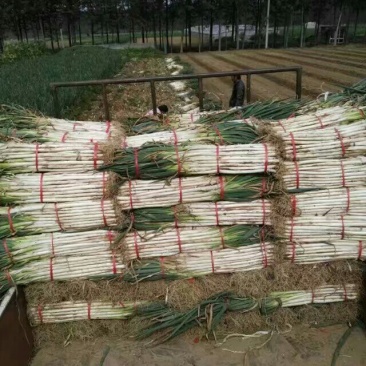 葱苗《章丘大葱葱苗》提供高产技术