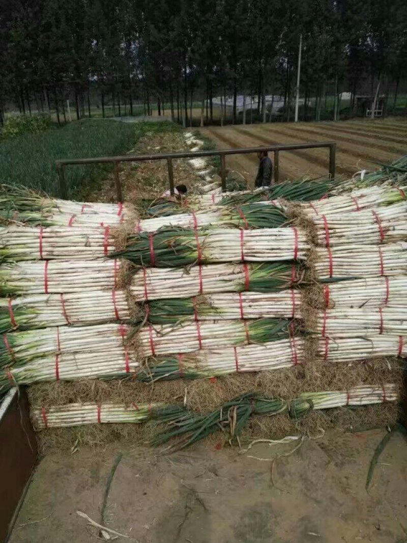 葱苗《章丘大葱葱苗》提供高产技术