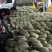 山东耀珑晓蜜25哈蜜瓜，诚信代收，种植面积大，大量上市，