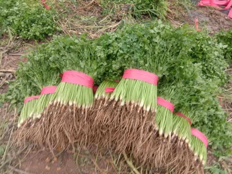 精品香菜味香纯正大量现货供应产地看货质量好