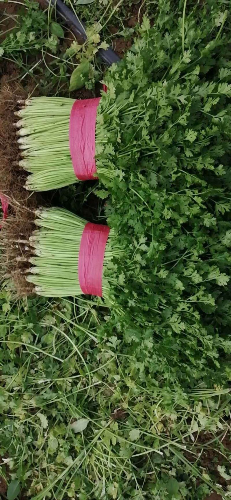 精品香菜味香纯正大量现货供应产地看货质量好