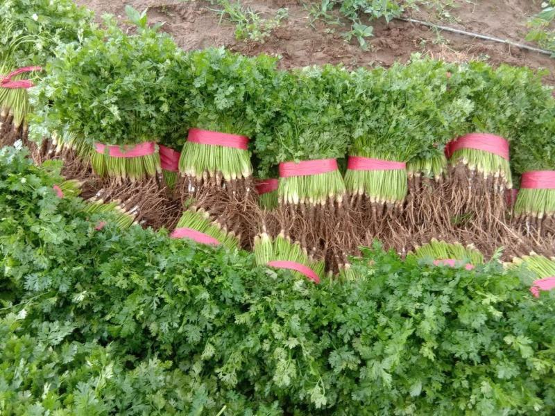 精品香菜味香纯正大量现货供应产地看货质量好