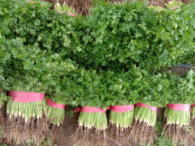精品香菜味香纯正大量现货供应产地看货质量好