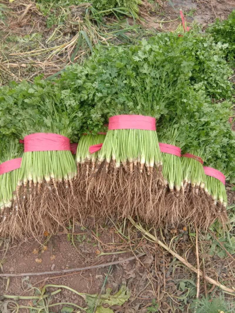 精品香菜味香纯正大量现货供应产地看货质量好