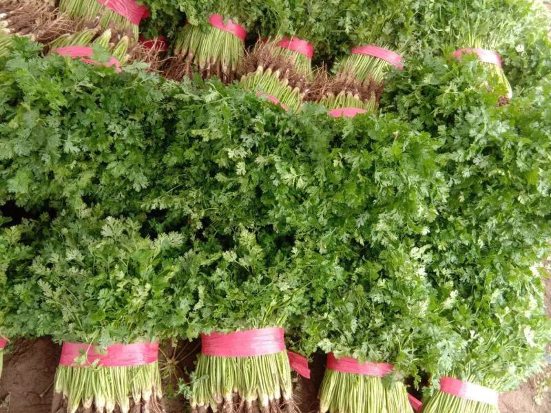精品香菜味香纯正大量现货供应产地看货质量好