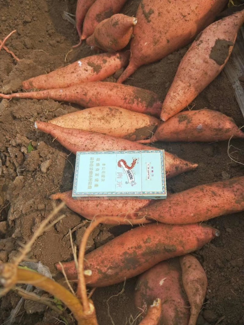 黑土地，沙土地红薯，龙薯九号，精品，通货保质保量