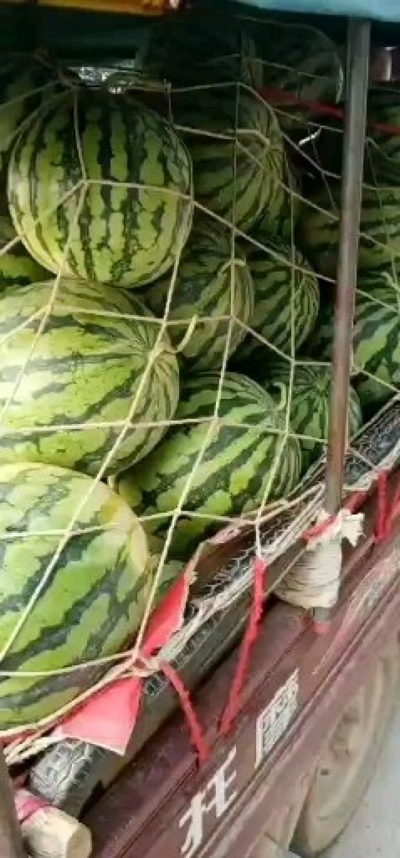 黑美人西瓜大量供应中欢迎各地老板前来选购