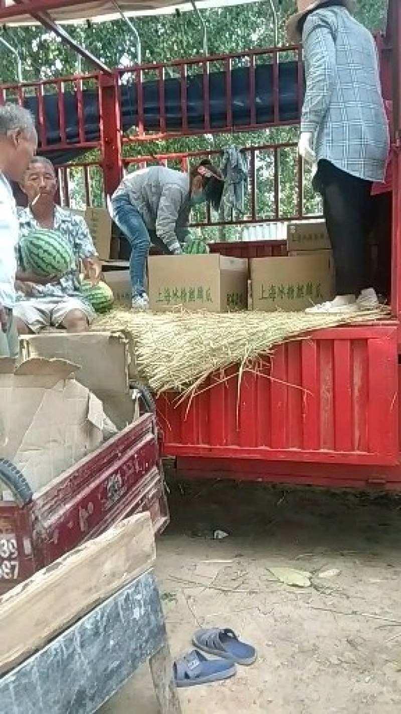 黑美人西瓜大量供应中欢迎各地老板前来选购