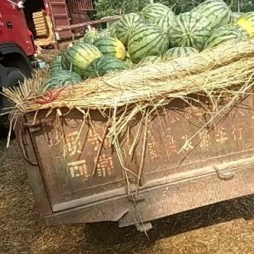 黑美人西瓜大量供应中欢迎各地老板前来选购