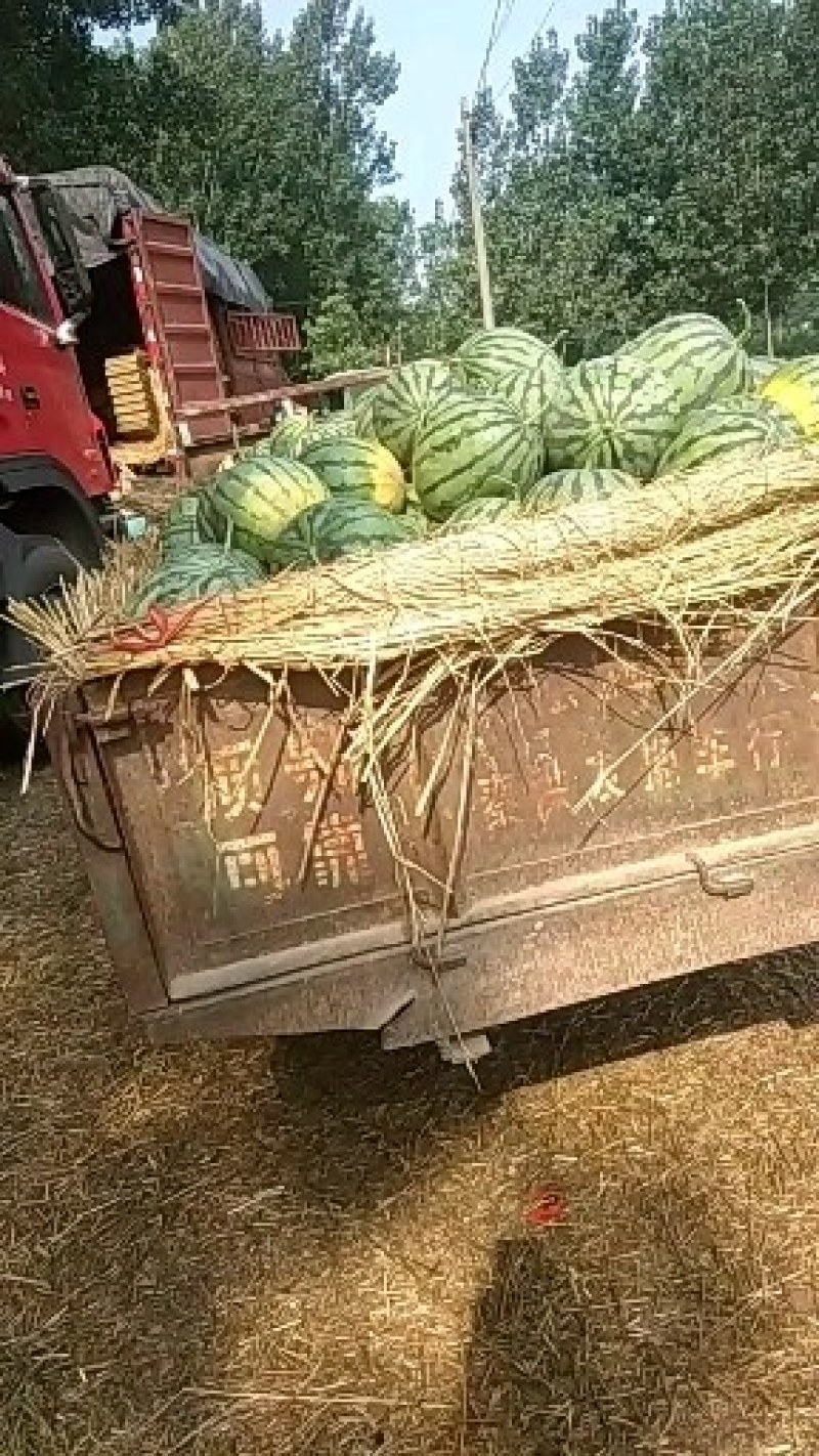 黑美人西瓜大量供应中欢迎各地老板前来选购