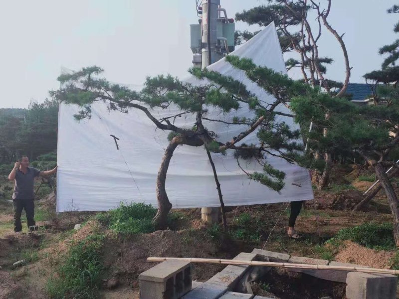 造型松