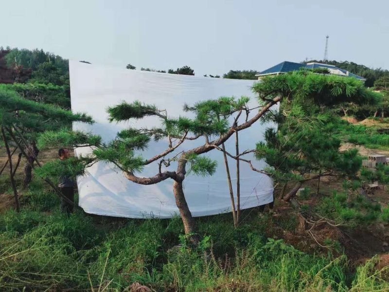 造型松