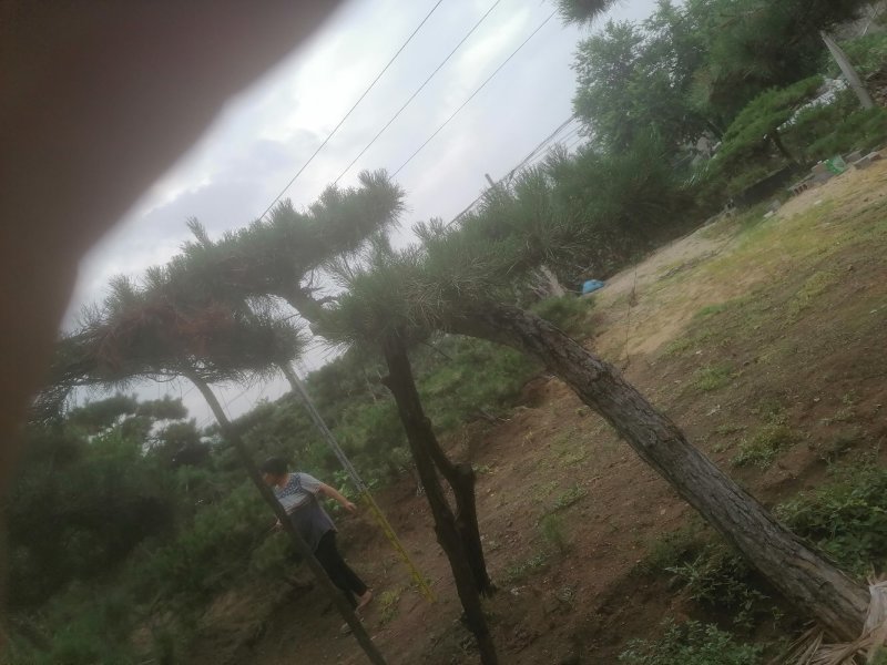 造型松