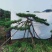 造型松