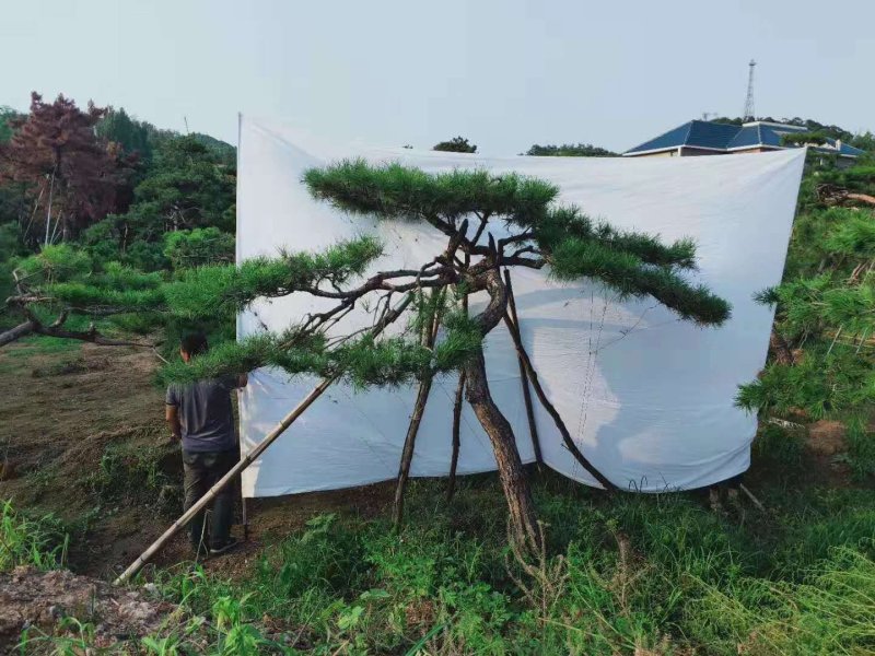 造型松