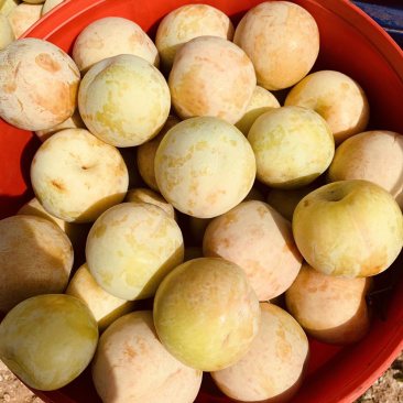恐龙蛋李子（味道甜适合大众口味）