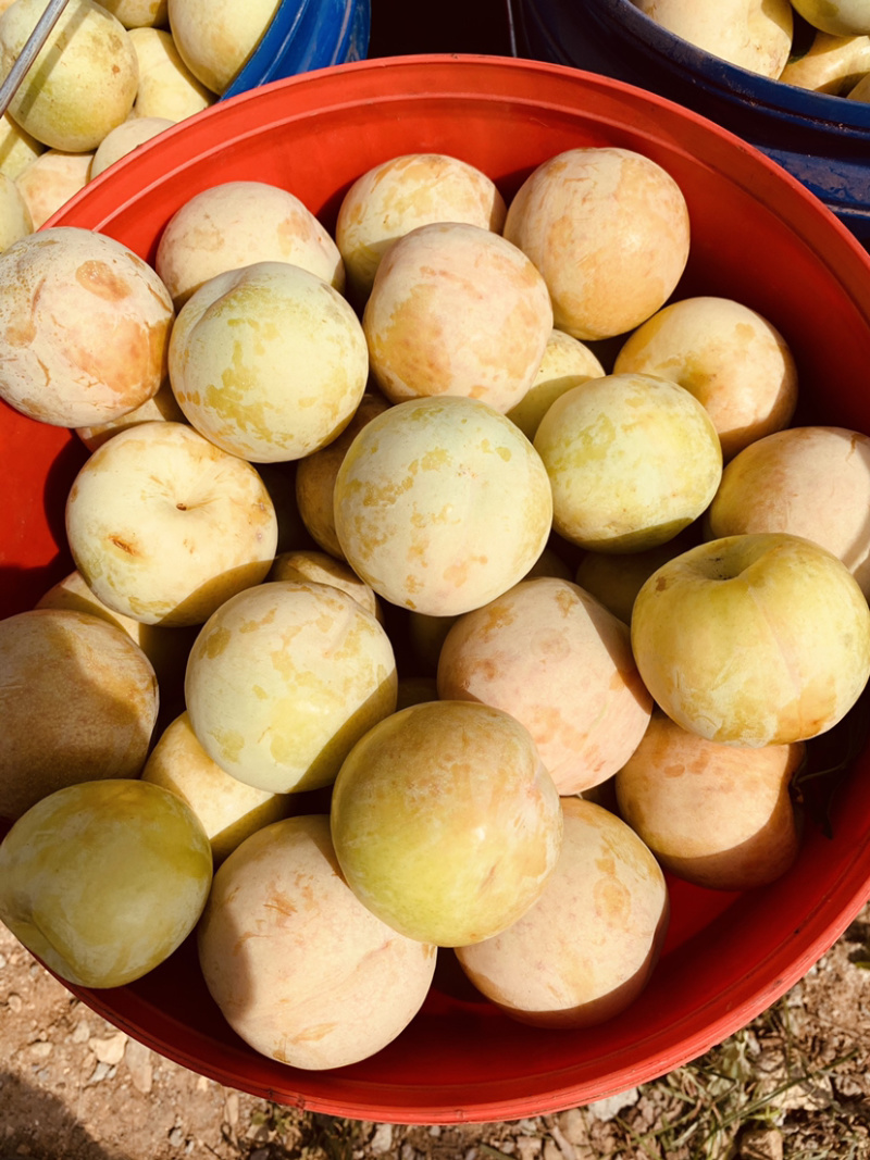 恐龙蛋李子（味道甜适合大众口味）
