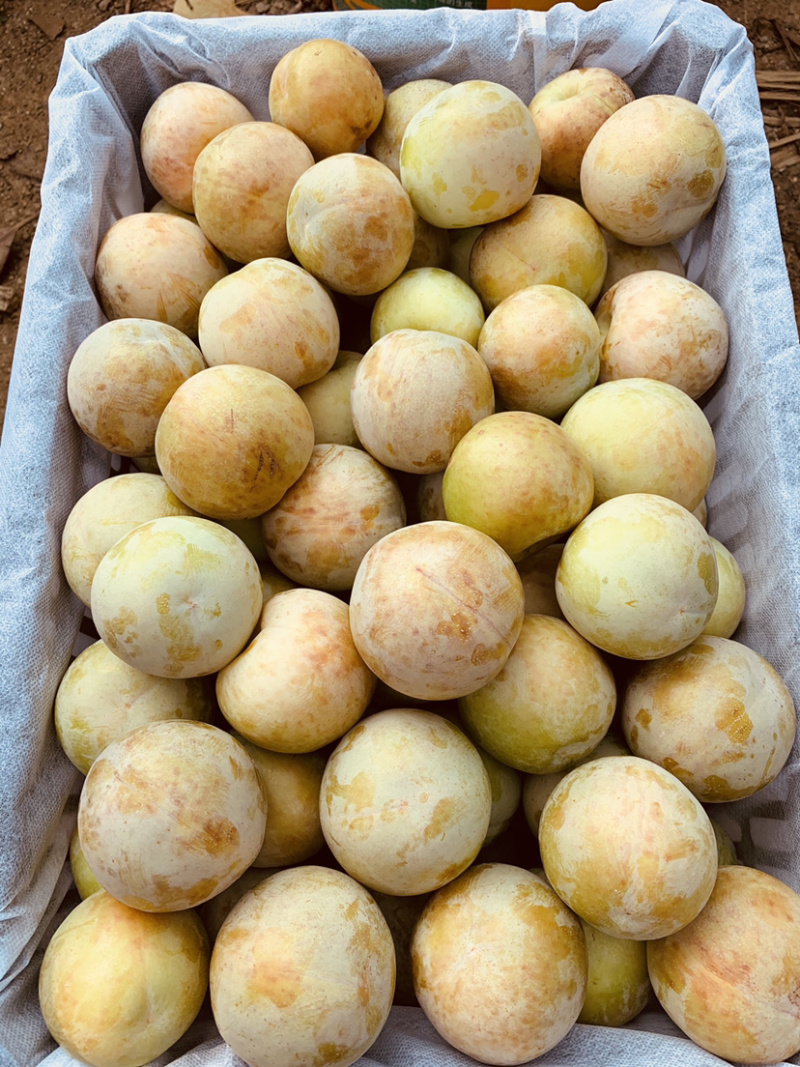 恐龙蛋李子（味道甜适合大众口味）