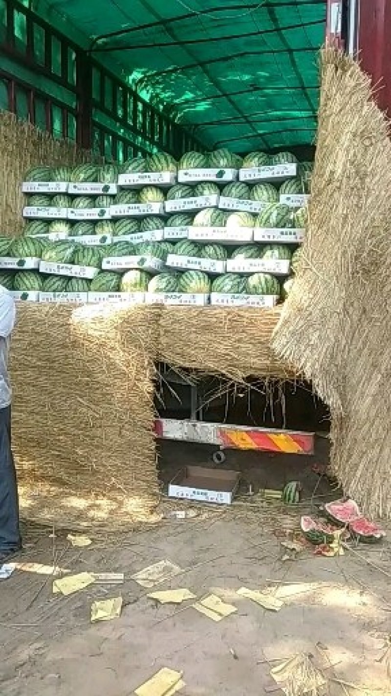 精品黑美人大量供应欢迎选购