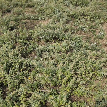 单叶蔓荆子枝条批发，品种纯正高含量品种，江西产地道地药材