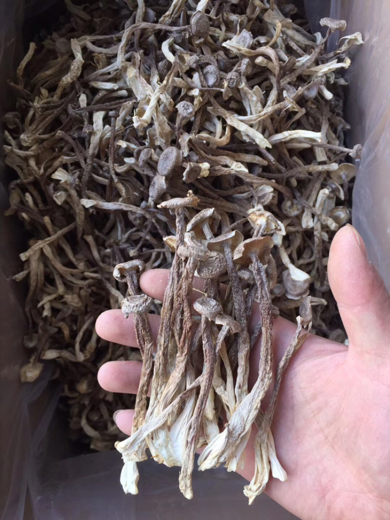 精品鹿茸菌鹿茸菇口感香脆10斤包邮