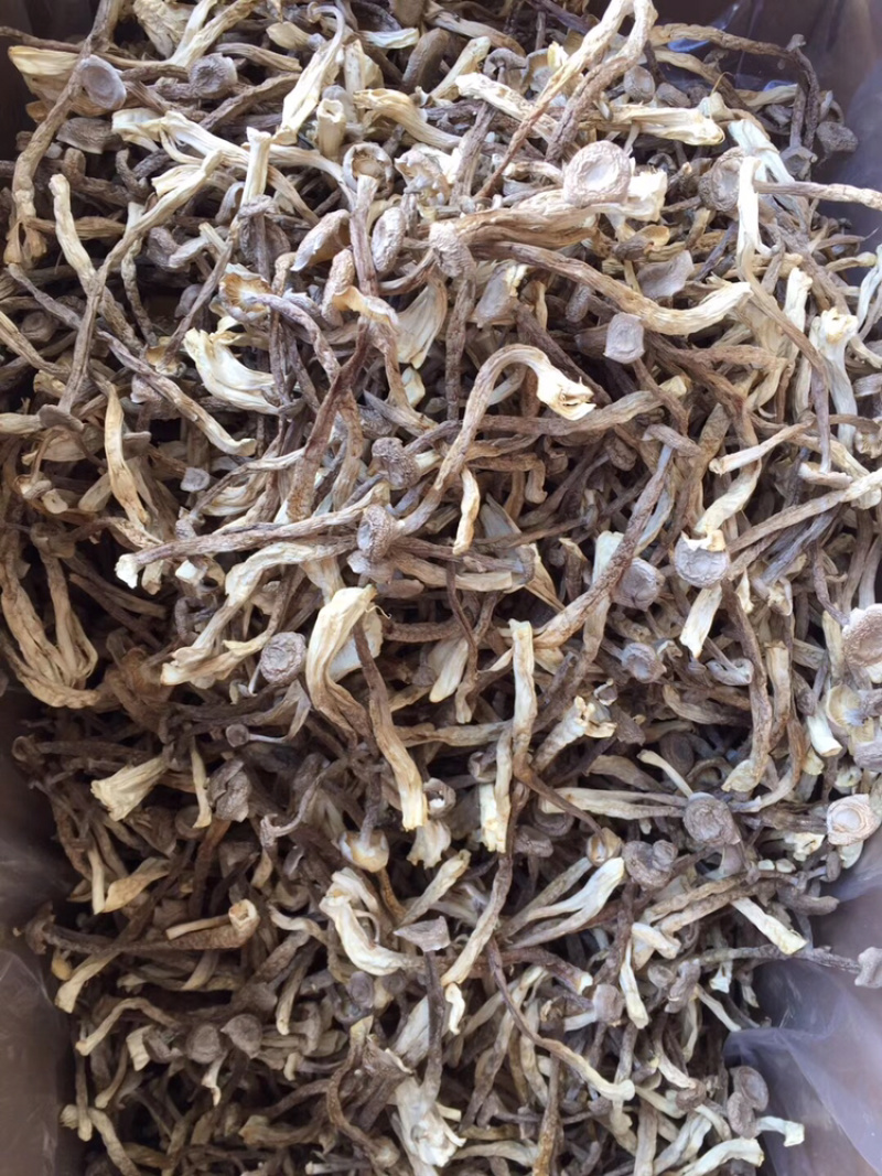 精品鹿茸菌鹿茸菇口感香脆10斤包邮