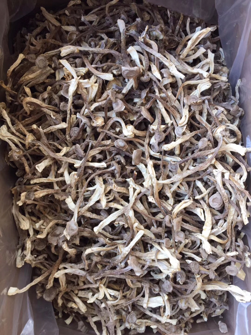 精品鹿茸菌鹿茸菇口感香脆10斤包邮