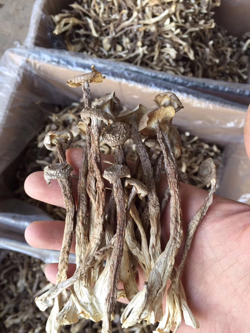 精品鹿茸菌鹿茸菇口感香脆10斤包邮
