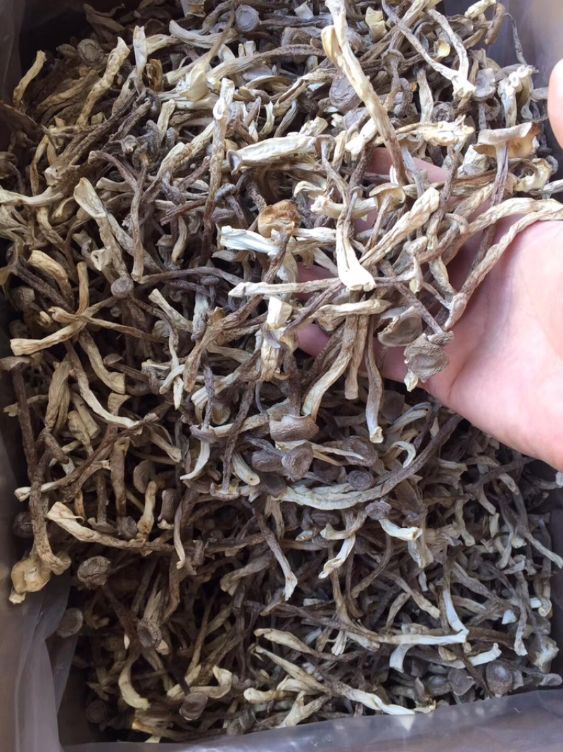 精品鹿茸菌鹿茸菇口感香脆10斤包邮