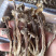 精品鹿茸菌鹿茸菇口感香脆10斤包邮