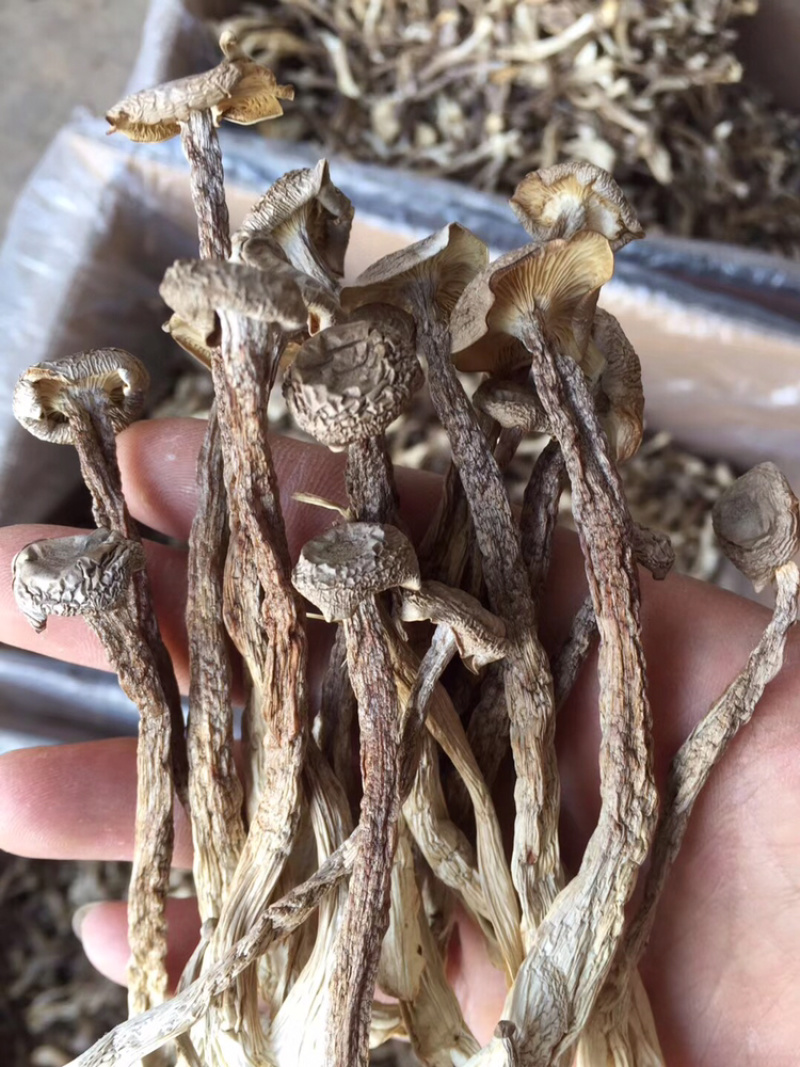 精品鹿茸菌鹿茸菇口感香脆10斤包邮